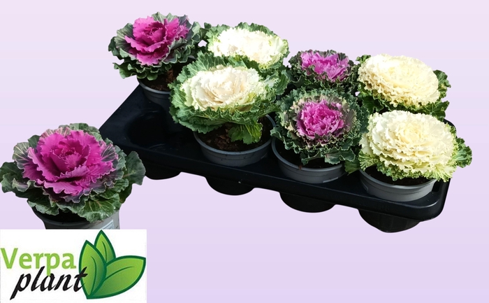 <h4>BRASSICA (SIERKOOL)</h4>