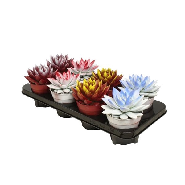 <h4>Echeveria bicoloured mix</h4>