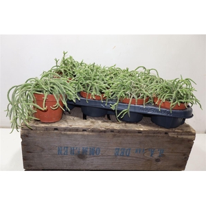 arr8 Rhipsalis Baccifera