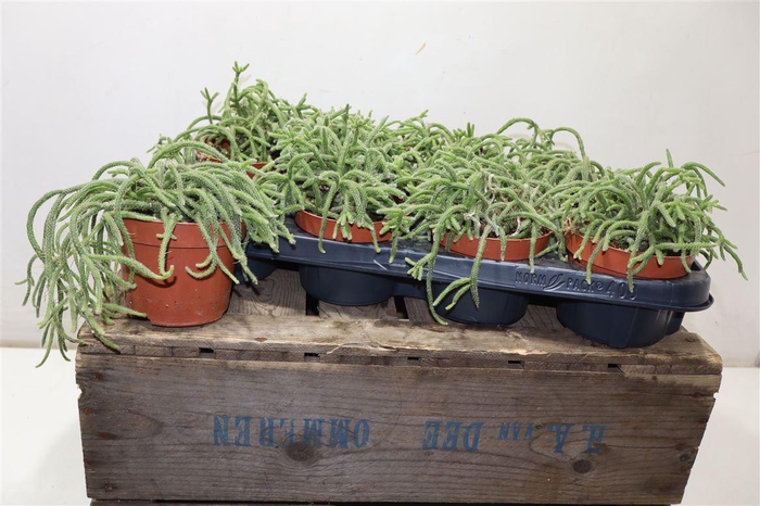 <h4>arr8 Rhipsalis Baccifera</h4>