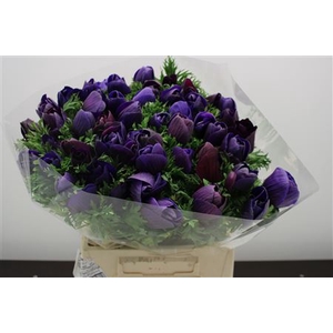 Anem Z Mistral Grape Bl