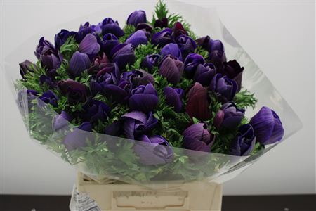 <h4>Anem Z Mistral Grape Bl</h4>
