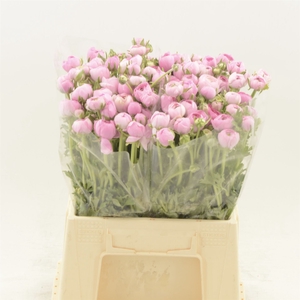 Ranunculus Elegance Pink