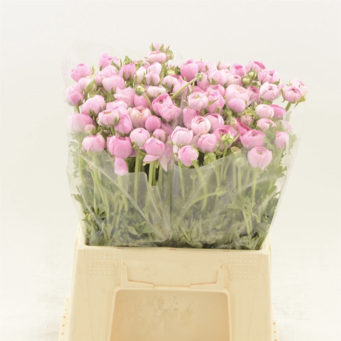 <h4>Ranunculus Elegance Pink</h4>