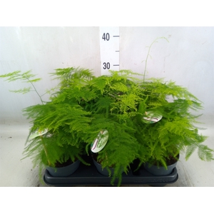 Asparagus setaceus