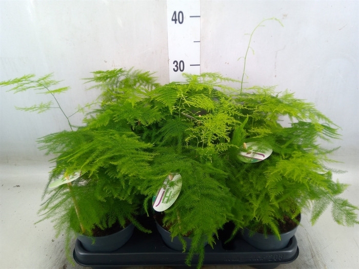 <h4>Asparagus setaceus</h4>