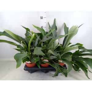 Platycerium bifurc.