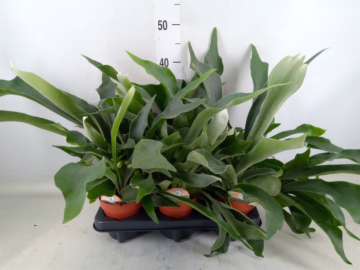 <h4>Platycerium bifurc.</h4>