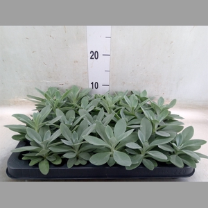 Senecio cephal. 'Mountain Fire'