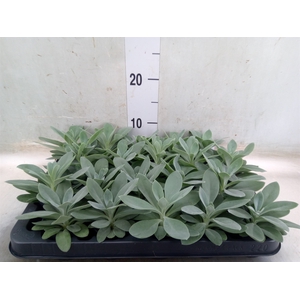 Senecio cephal. 'Mountain Fire'