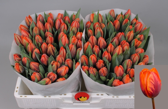 <h4>TU EN PRINSES IRENE</h4>