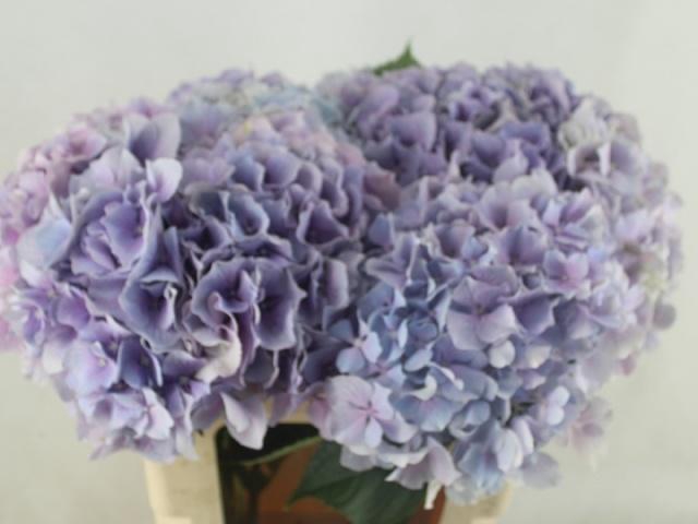 <h4>HYDR M ROYAL BENEFIT</h4>