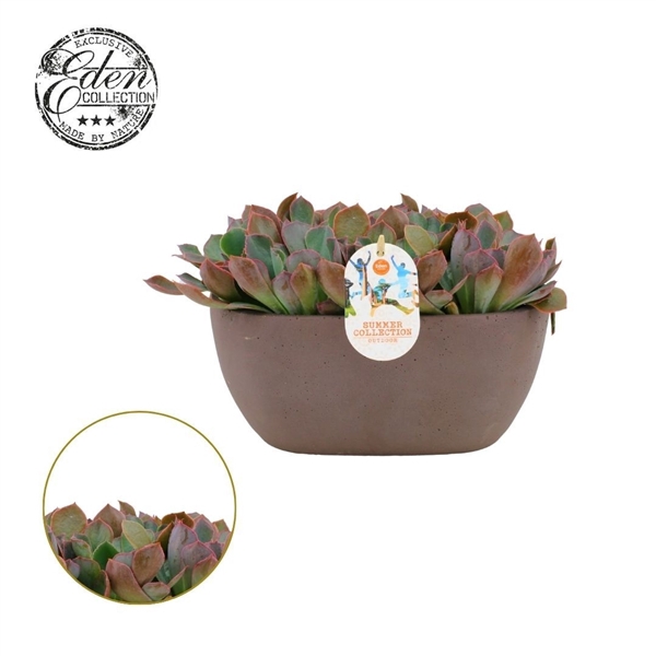 <h4>Echeveria Rosy Frills 25cm Summer Collection</h4>