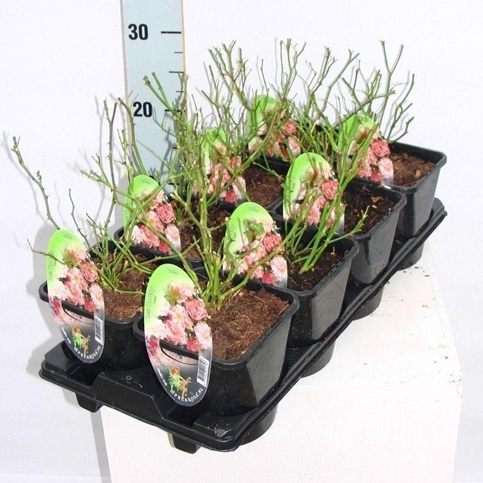 <h4>Rosa (PA) 'The Fairy'</h4>