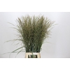 Panicum Dewey Blue
