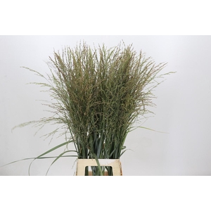 Panicum Dewey Blue