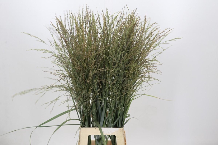 <h4>Panicum Dewey Blue</h4>