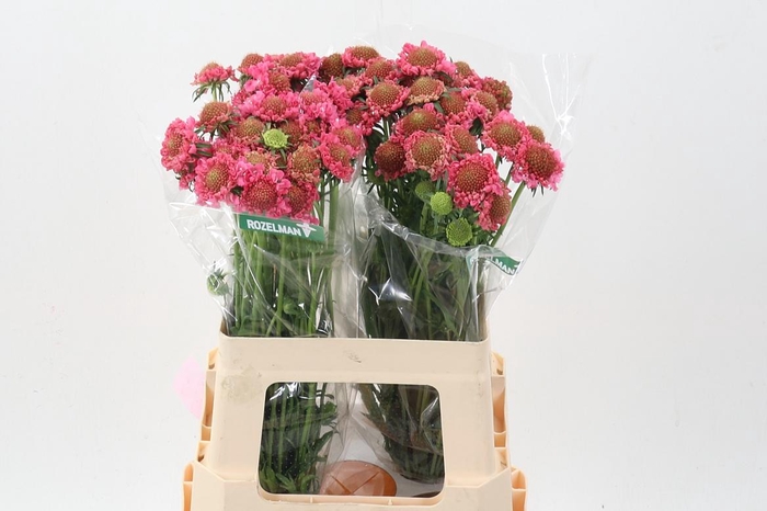 <h4>Scab At Candy Scoop</h4>