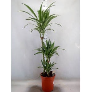 Dracaena fr de 'Warneckei'