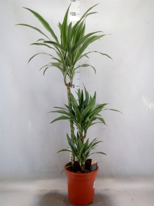 <h4>Dracaena fr de 'Warneckei'</h4>