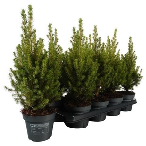 Picea Gl Perfecta