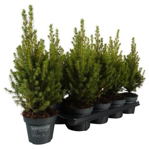 <h4>Picea Gl Perfecta</h4>