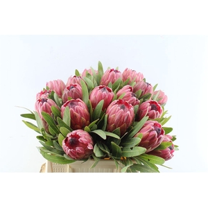 Protea Red Ice