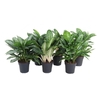 Aglaonema Mix gemengd