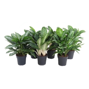Aglaonema Mix gemengd