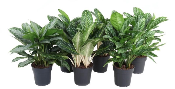Aglaonema Mix gemengd