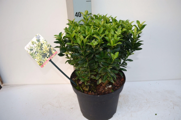 <h4>Euonymus japonicus 'Francien'</h4>