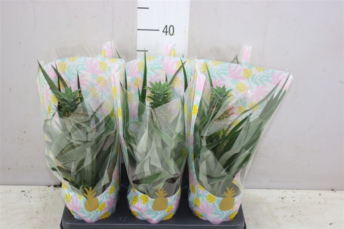 <h4>Ananas Mi Amigo</h4>