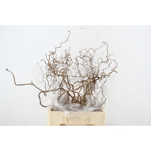 CORYL AV CONTORTA 2 JARIG 060CM