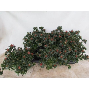 RHODO SI GLASERTYP 9