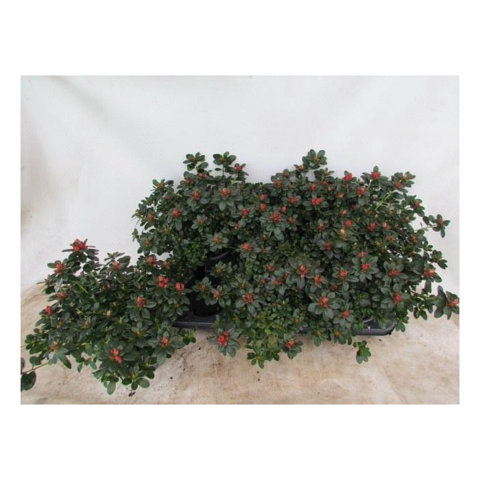 <h4>RHODO SI GLASERTYP 9</h4>