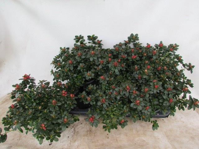 RHODO SI GLASERTYP 9