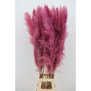 DF Pampas 130cm L.Pink