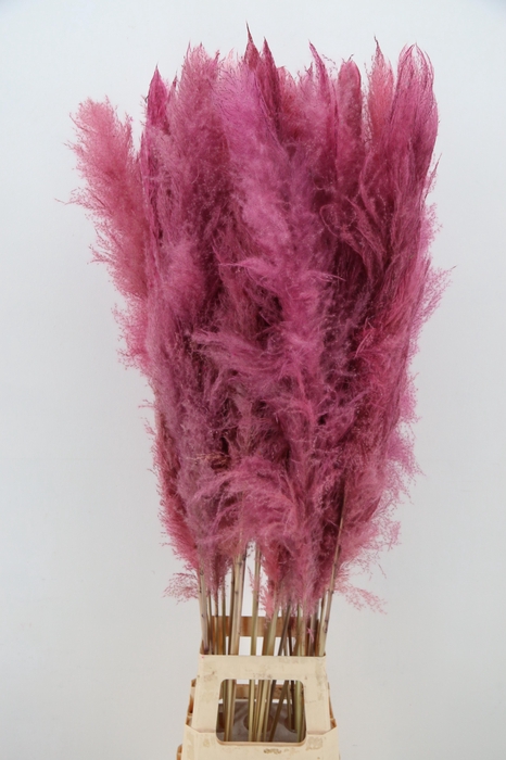 DF Pampas 130cm L.Pink