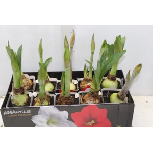 AMARYLLIS P14 VERMELHO MIN 2 HT
