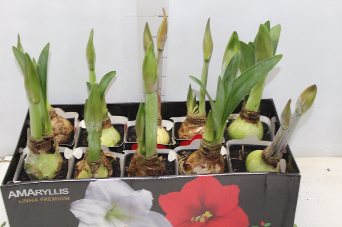 <h4>AMARYLLIS P14 VERMELHO MIN 2 HT</h4>