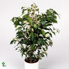 FICUS BENJAMINA