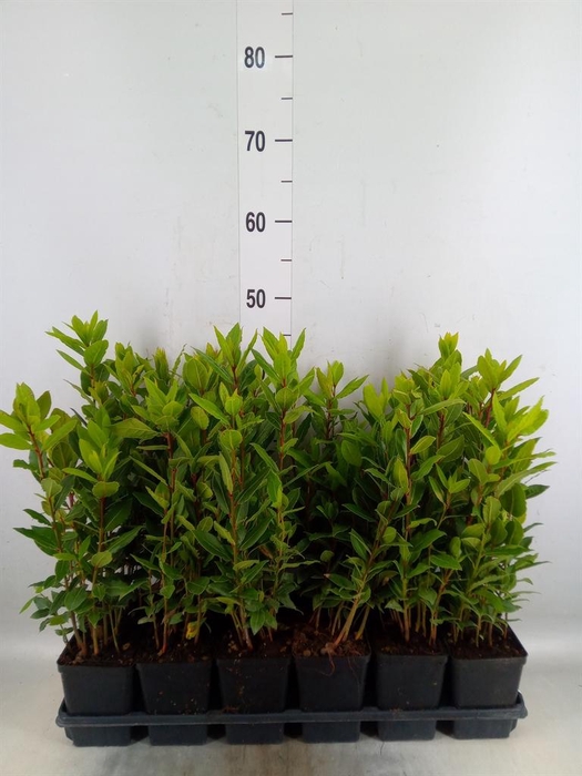 <h4>Laurus nobilis</h4>