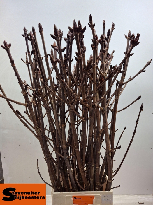 <h4>AESCULUS HIPPOC TAK</h4>