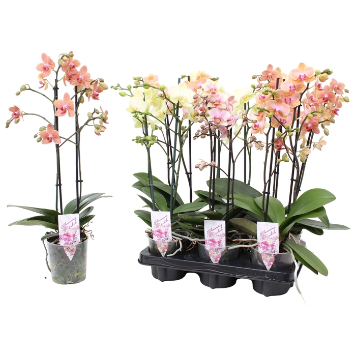 <h4>Phal. Multiflora 2-tak "Geel/Oranje tinten"</h4>