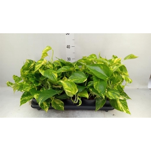 Epipremnum pinn. 'Hicolor'