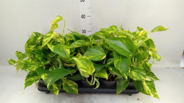 <h4>Epipremnum pinn. 'Hicolor'</h4>
