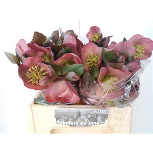 HELLEBORUS PENNYS PINK