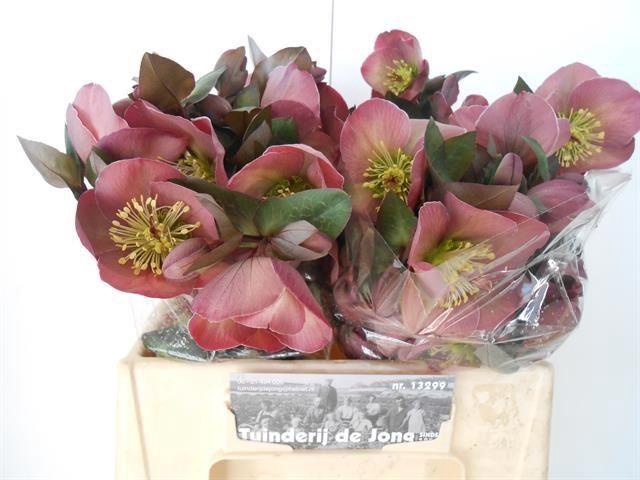 <h4>HELLEBORUS PENNYS PINK</h4>