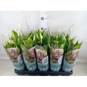 Spathiphyllum  'Bellini'