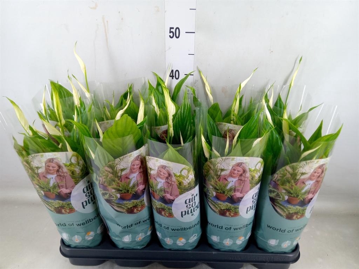 <h4>Spathiphyllum  'Bellini'</h4>